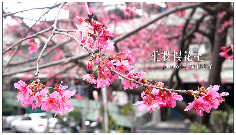 北投櫻花王 04