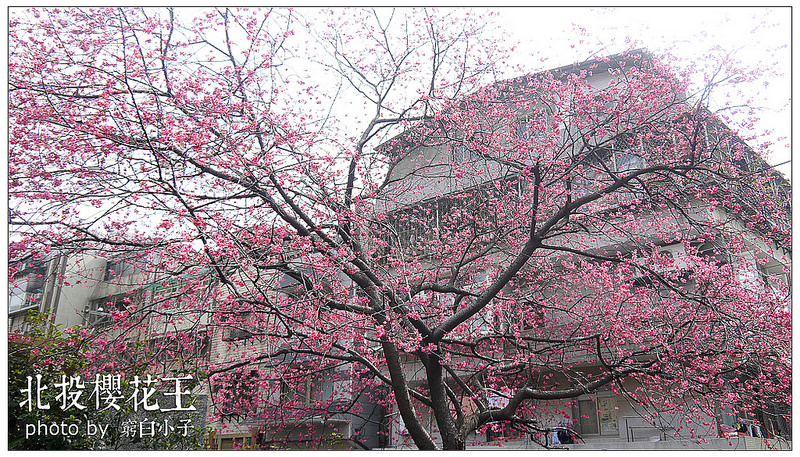 北投櫻花王 09