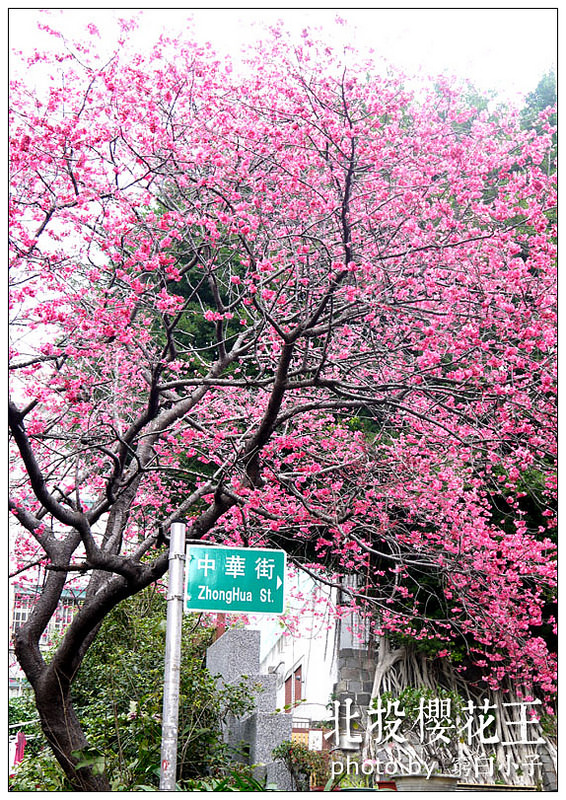 北投櫻花王 03