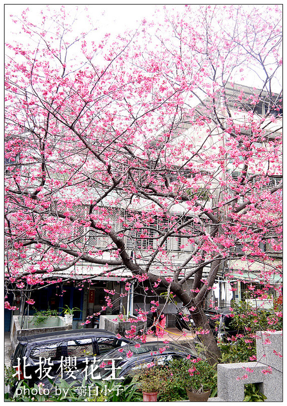 北投櫻花王 12