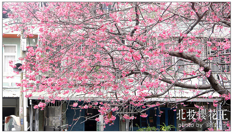 北投櫻花王 14