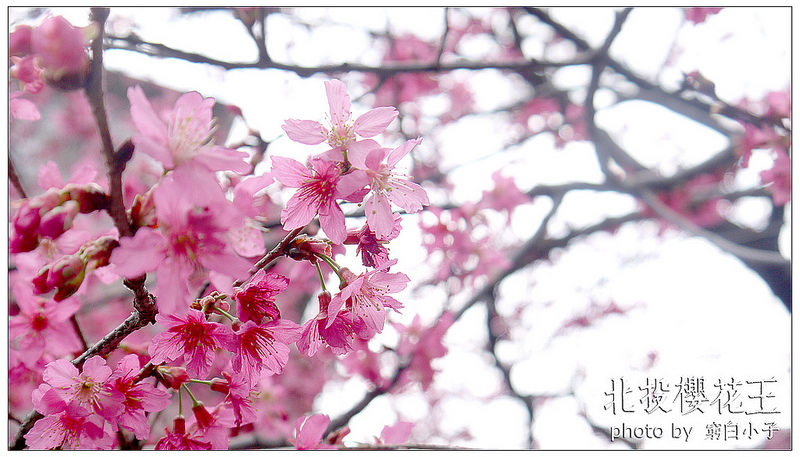 北投櫻花王 11