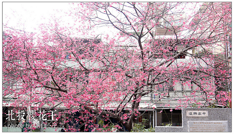 北投櫻花王 01
