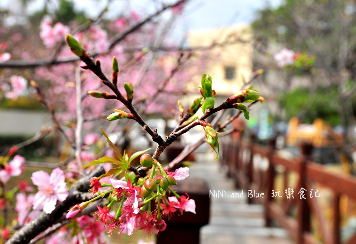 芬園烏日櫻花種苗場15.jpg