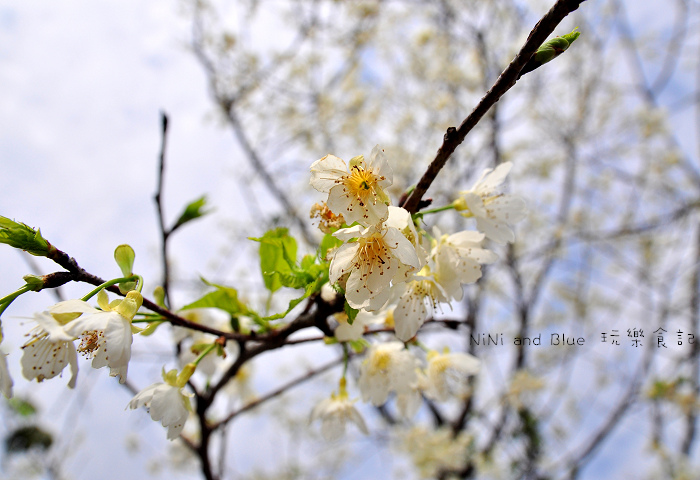 芬園烏日櫻花種苗場18.jpg