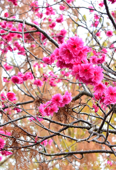 芬園烏日櫻花種苗場22.jpg