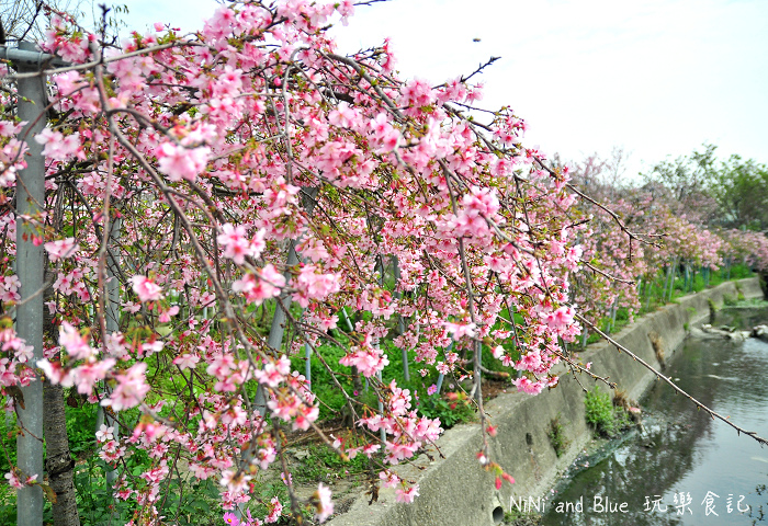 芬園烏日櫻花種苗場04.jpg