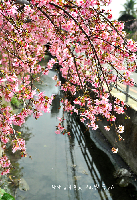 芬園烏日櫻花種苗場01.jpg