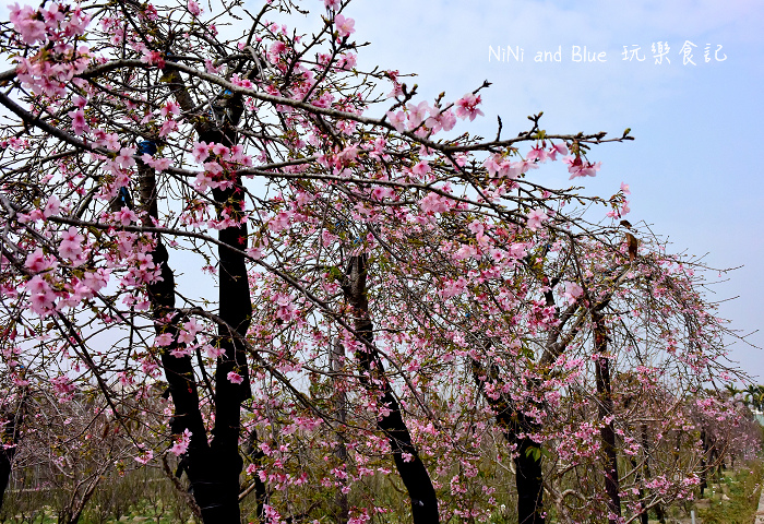 芬園烏日櫻花種苗場20.jpg