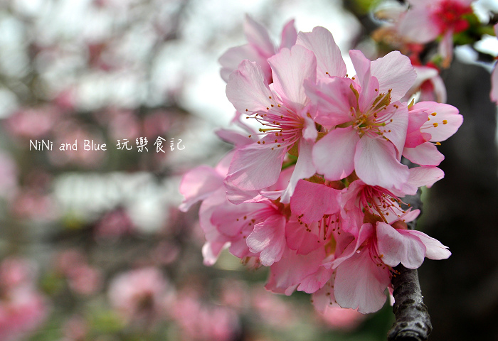 芬園烏日櫻花種苗場13.jpg