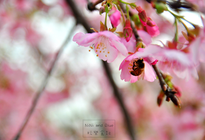 芬園烏日櫻花種苗場03.jpg