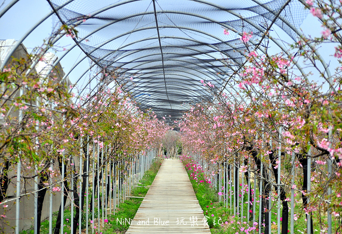 芬園烏日櫻花種苗場06.jpg