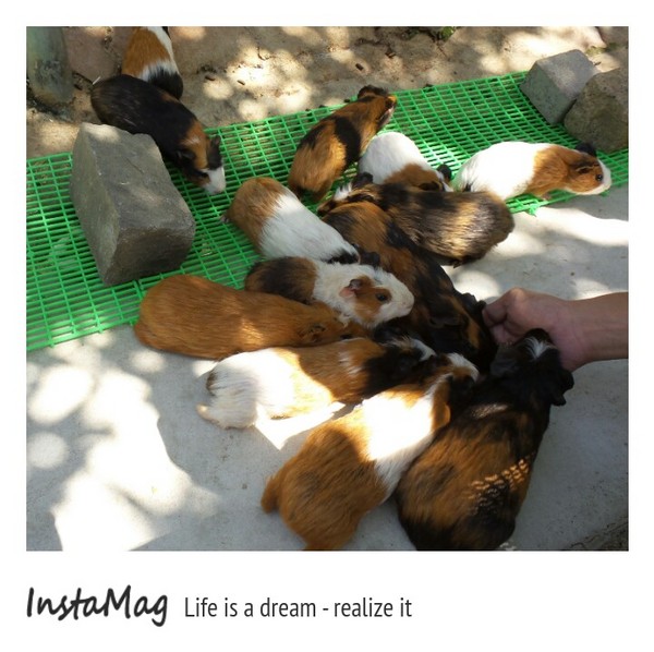 今夜星辰休閒農場:【彰化景點】大大放閃的新景點~今夜星辰休閒農場