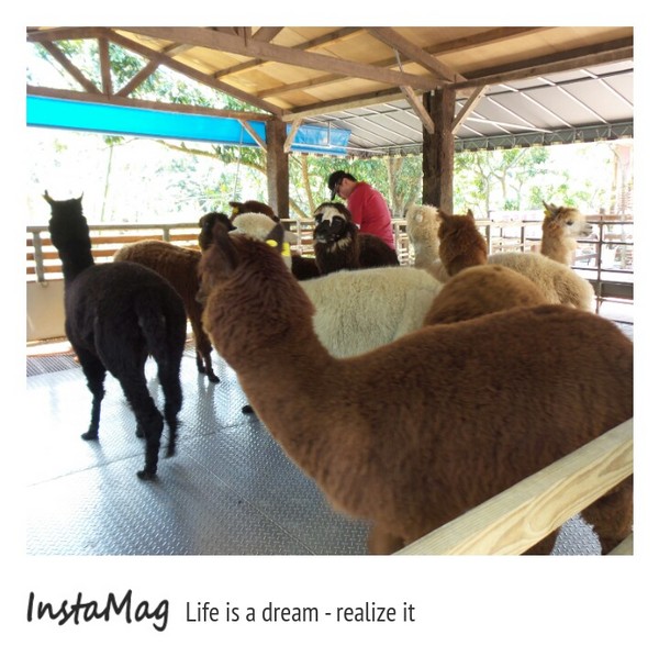 今夜星辰休閒農場:【彰化景點】大大放閃的新景點~今夜星辰休閒農場