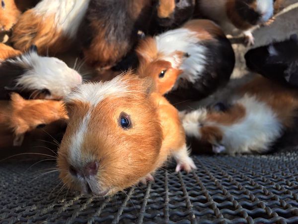 12039461_1692637574300429_1756074713415063987_n