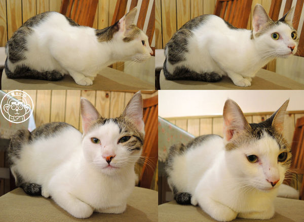 晴空貓窩：呷飽祙【新竹･晴空貓窩】又一喵星人陪伴用餐咖啡廳