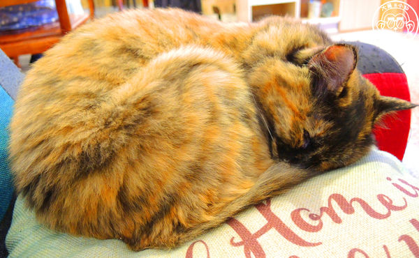 晴空貓窩：呷飽祙【新竹･晴空貓窩】又一喵星人陪伴用餐咖啡廳