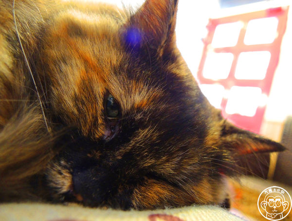 晴空貓窩：呷飽祙【新竹･晴空貓窩】又一喵星人陪伴用餐咖啡廳