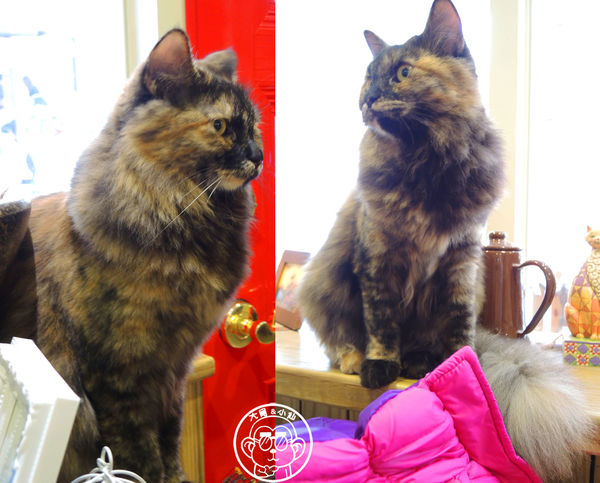 晴空貓窩：呷飽祙【新竹･晴空貓窩】又一喵星人陪伴用餐咖啡廳