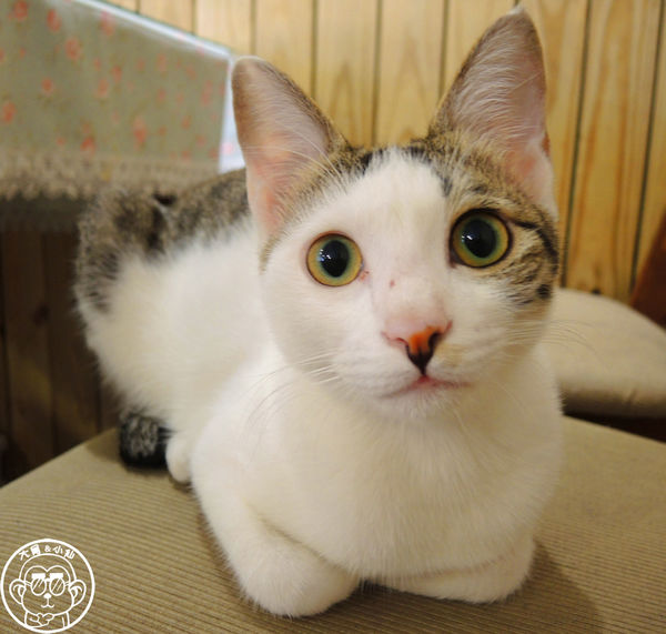 晴空貓窩：呷飽祙【新竹･晴空貓窩】又一喵星人陪伴用餐咖啡廳