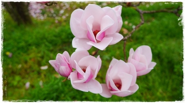 楓樹湖：【新北◍•ᴗ•◍淡水】景點・淡水楓樹湖賞木蓮花✯木蘭、辛夷景點｜冰清玉潔木蓮千株花海秘境