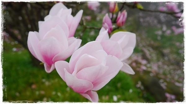 楓樹湖：【新北◍•ᴗ•◍淡水】景點・淡水楓樹湖賞木蓮花✯木蘭、辛夷景點｜冰清玉潔木蓮千株花海秘境