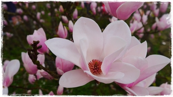 楓樹湖：【新北◍•ᴗ•◍淡水】景點・淡水楓樹湖賞木蓮花✯木蘭、辛夷景點｜冰清玉潔木蓮千株花海秘境