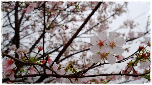 楓樹湖：【新北◍•ᴗ•◍淡水】景點・淡水楓樹湖賞木蓮花✯木蘭、辛夷景點｜冰清玉潔木蓮千株花海秘境