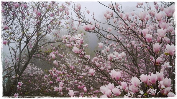 楓樹湖：【新北◍•ᴗ•◍淡水】景點・淡水楓樹湖賞木蓮花✯木蘭、辛夷景點｜冰清玉潔木蓮千株花海秘境