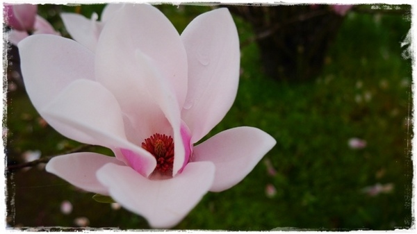 楓樹湖：【新北◍•ᴗ•◍淡水】景點・淡水楓樹湖賞木蓮花✯木蘭、辛夷景點｜冰清玉潔木蓮千株花海秘境