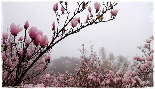 楓樹湖：【新北◍•ᴗ•◍淡水】景點・淡水楓樹湖賞木蓮花✯木蘭、辛夷景點｜冰清玉潔木蓮千株花海秘境