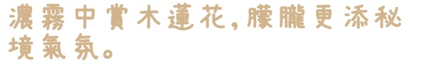 楓樹湖：【新北◍•ᴗ•◍淡水】景點・淡水楓樹湖賞木蓮花✯木蘭、辛夷景點｜冰清玉潔木蓮千株花海秘境