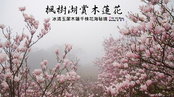 楓樹湖：【新北◍•ᴗ•◍淡水】景點・淡水楓樹湖賞木蓮花✯木蘭、辛夷景點｜冰清玉潔木蓮千株花海秘境