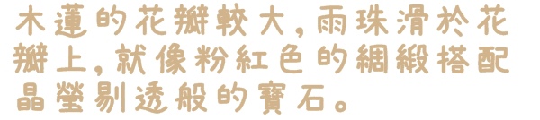 楓樹湖：【新北◍•ᴗ•◍淡水】景點・淡水楓樹湖賞木蓮花✯木蘭、辛夷景點｜冰清玉潔木蓮千株花海秘境