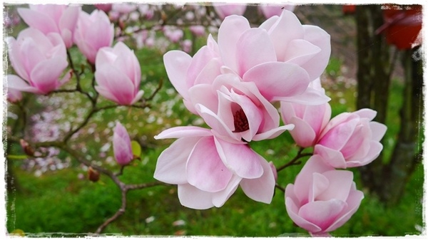 楓樹湖：【新北◍•ᴗ•◍淡水】景點・淡水楓樹湖賞木蓮花✯木蘭、辛夷景點｜冰清玉潔木蓮千株花海秘境