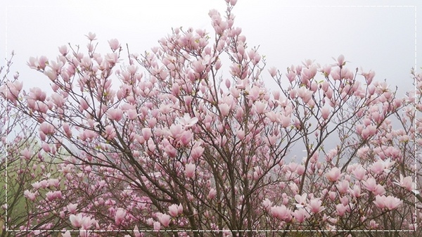 楓樹湖：【新北◍•ᴗ•◍淡水】景點・淡水楓樹湖賞木蓮花✯木蘭、辛夷景點｜冰清玉潔木蓮千株花海秘境