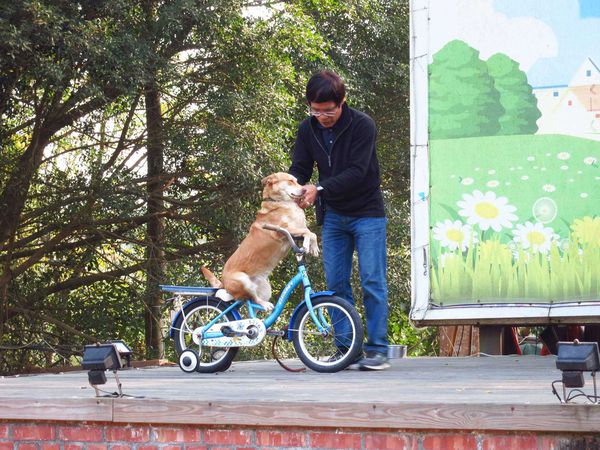 【台南】新化國家植物園-親子森林遊樂區