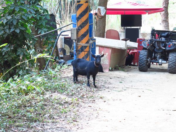 【台南】新化國家植物園-親子森林遊樂區
