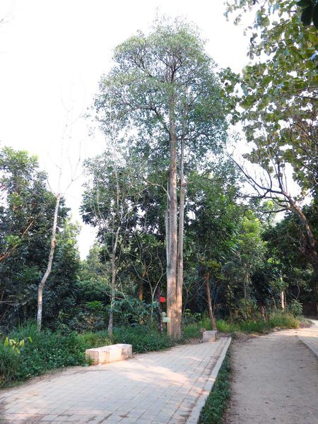 【台南】新化國家植物園-親子森林遊樂區