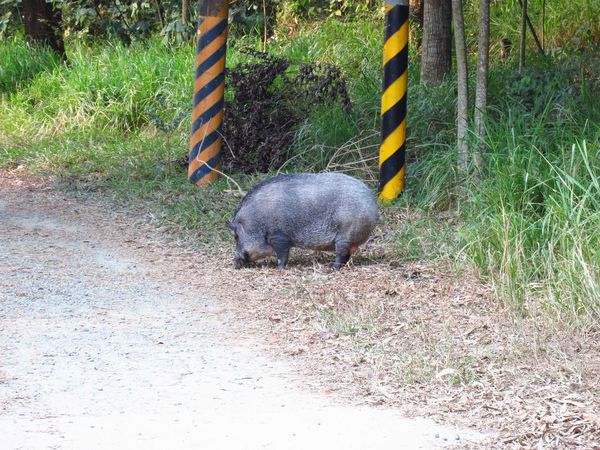 【台南】新化國家植物園-親子森林遊樂區