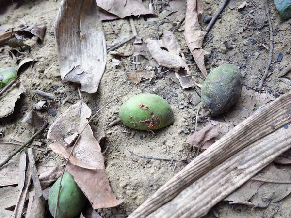 【台南】新化國家植物園-親子森林遊樂區