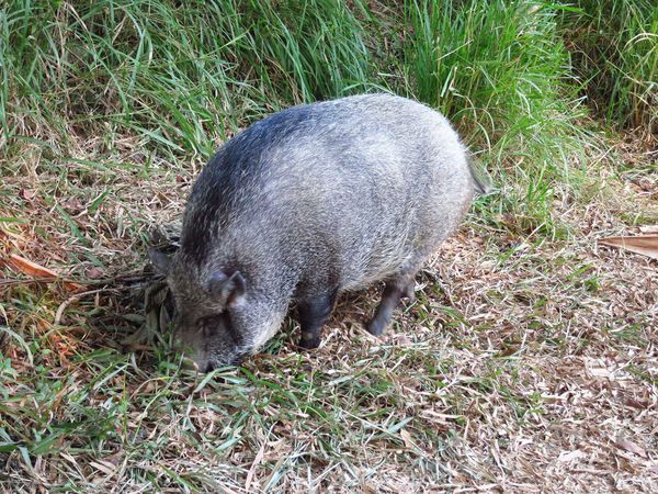 【台南】新化國家植物園-親子森林遊樂區