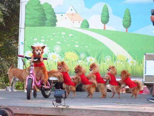 【台南】新化國家植物園-親子森林遊樂區