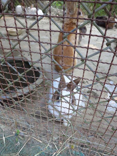 【台南】新化國家植物園-親子森林遊樂區