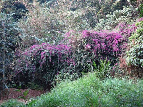 【台南】新化國家植物園-親子森林遊樂區