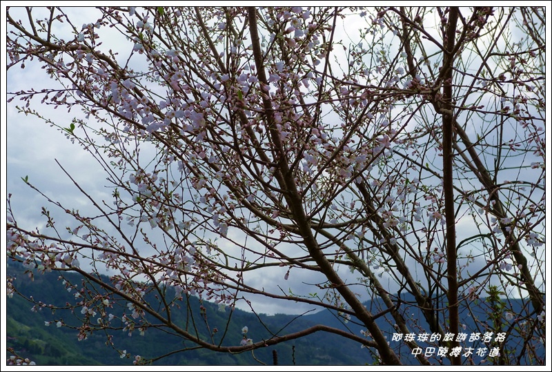 中巴陵櫻木花道36.JPG