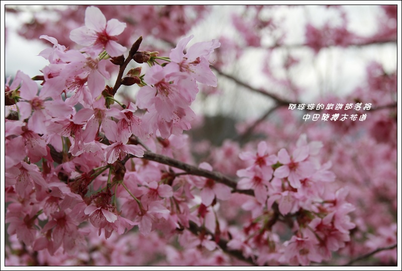中巴陵櫻木花道14.JPG