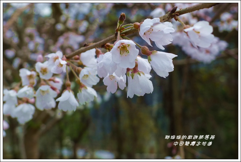 中巴陵櫻木花道35.JPG