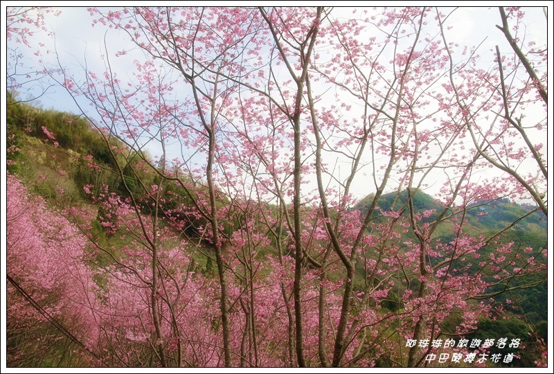 中巴陵櫻木花道10.JPG