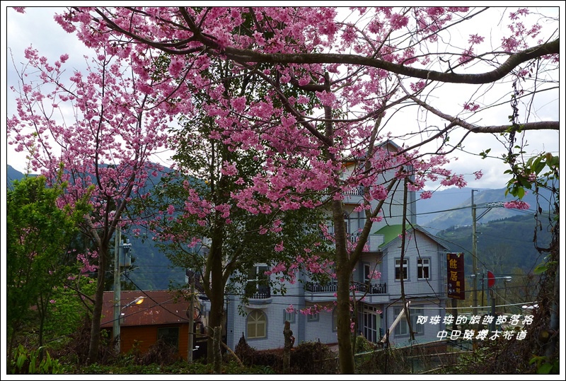 中巴陵櫻木花道31.JPG